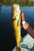 walleye