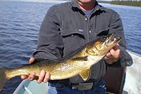 walleye