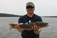 walleye