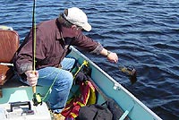 Walleye fly fishing