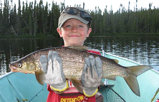 Lake Whitefish