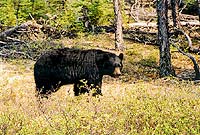 Black bear