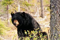 Black Bear