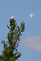 Eagle