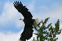 Eagle
