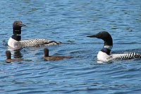 Loon
