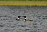 Loon