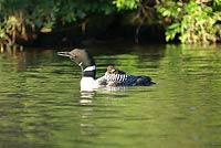 Loon