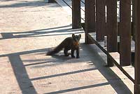 Marten