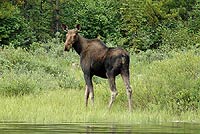 Moose
