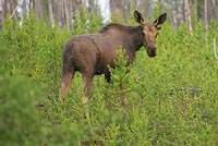 Moose