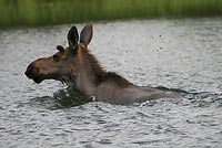 Moose