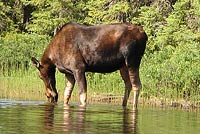 Moose