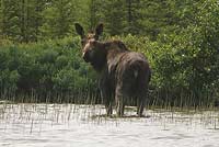 Moose