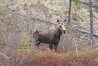 Moose