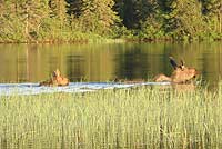 Moose