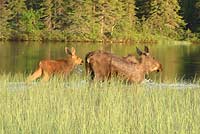 Moose